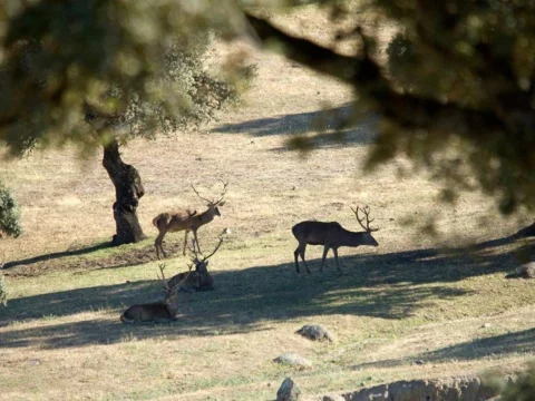 Parque Natural Sierra de Andújar · Baños de la Encina (3)